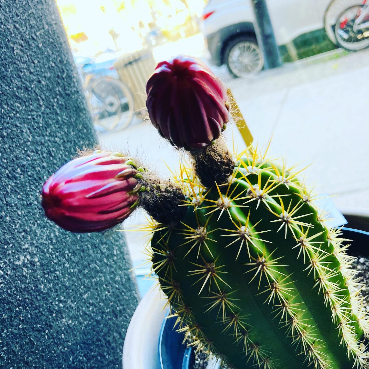 D’ici demain il devrait ouvrir👀😍😍😍#cactus #montreal #plantetropicale #fleuriste #fleuristemontreal #marsolais #fleurs