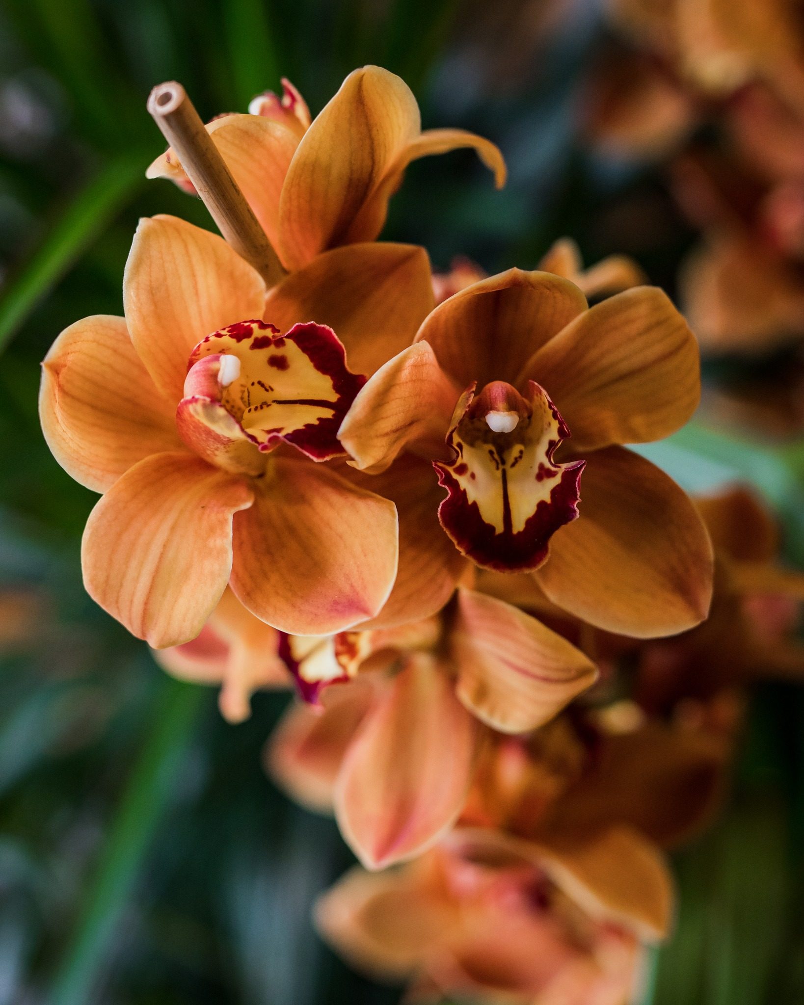 Saviez-vous que le premier jeudi de septembre est la Journée internationale des orchidées? C'est donc l'occasion parfaite de vous partager ces superbes orchidées orangées pour mettre du soleil dans votre journée! 🤗🏵️

#orchidées #orchid #orchidlovers #orchidflower #orchidworld #lepouvoirdesfleurs