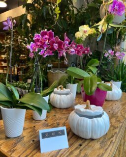 L’élégance des orchidées rencontre la douceur de l’automne 🍂🌸

#orchidées #automne #fleurs #fleuristemontreal #orchidlovers #lepouvoirdesfleurs