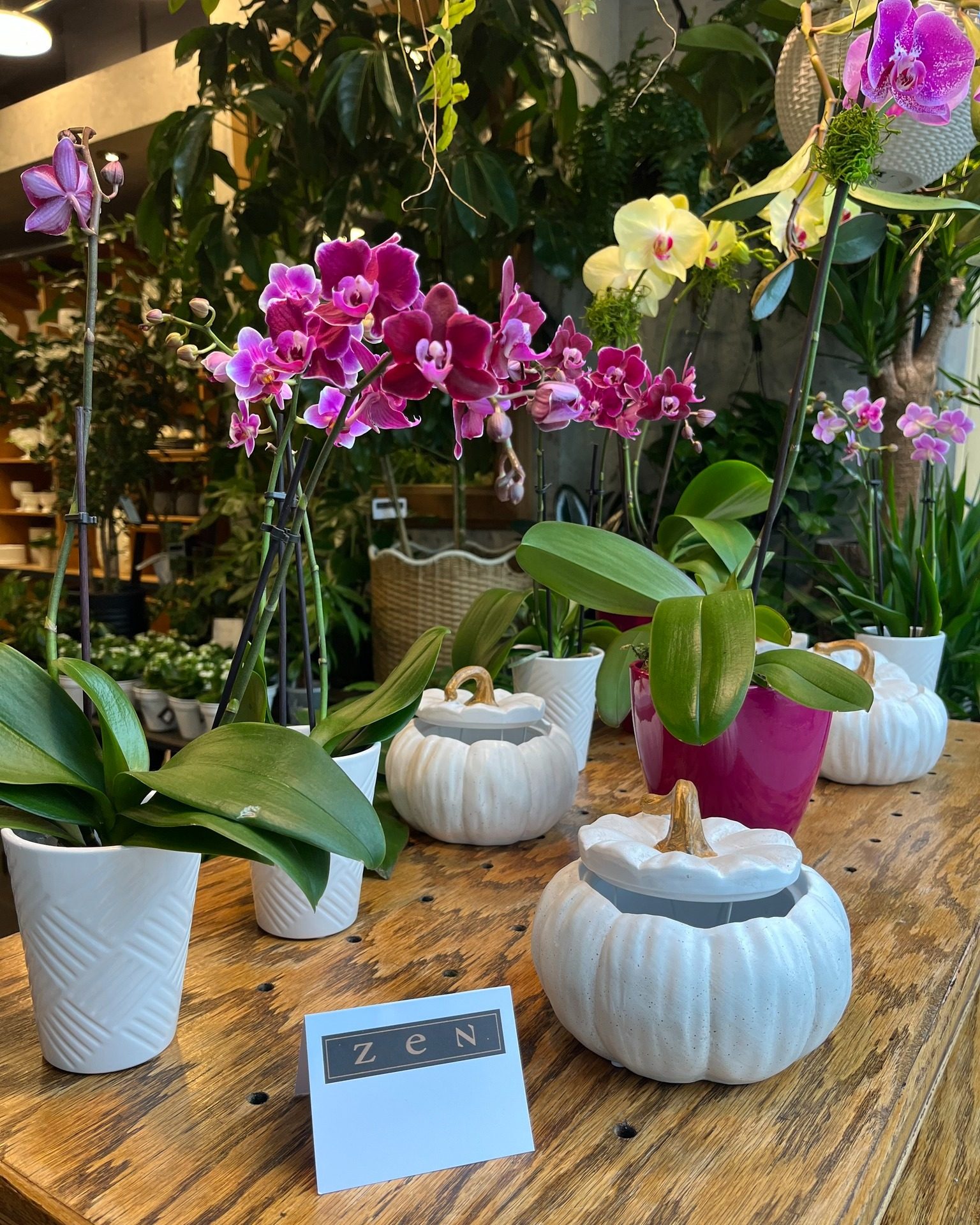 L’élégance des orchidées rencontre la douceur de l’automne 🍂🌸

#orchidées #automne #fleurs #fleuristemontreal #orchidlovers #lepouvoirdesfleurs