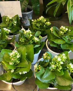 Ces kalanchoés n’attendent qu’une place chez vous! ☀️🪴

#kalanchoe #kalanchoé #planteverte #houseplant #plants #fleuristemontreal